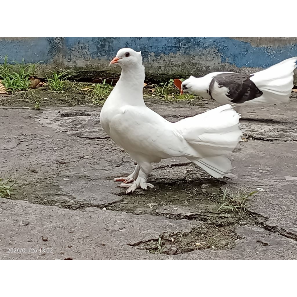 MERPATI KIPAS SEPASANG GEMUK READY BANYAK DI SURABAYA