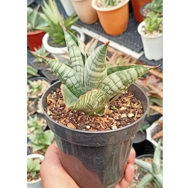 Sansevieria Hybrid Lion Heart