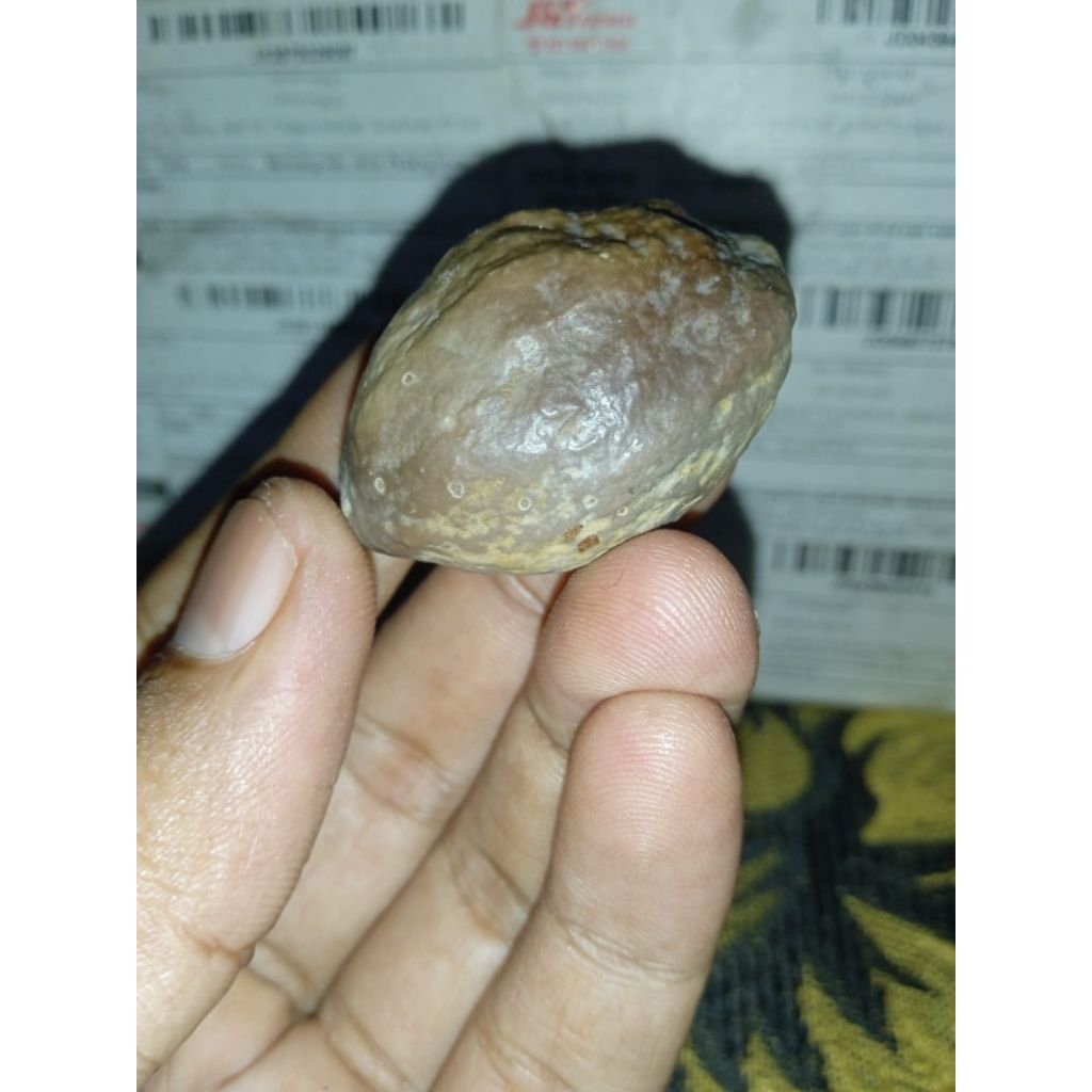 Muncang Adu Jawa Malangbong Pasangan Sortir