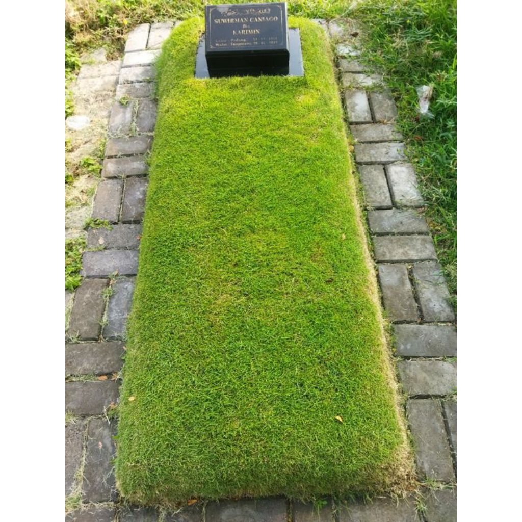Rumput Jepang Ukuran 1 Makam  / Rumput Jepang Hijau Segar