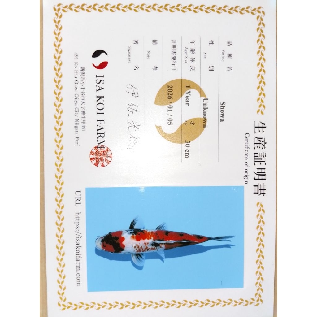 Ikan koi jenis Showa Kanoko import sertifikat ISA 32cm