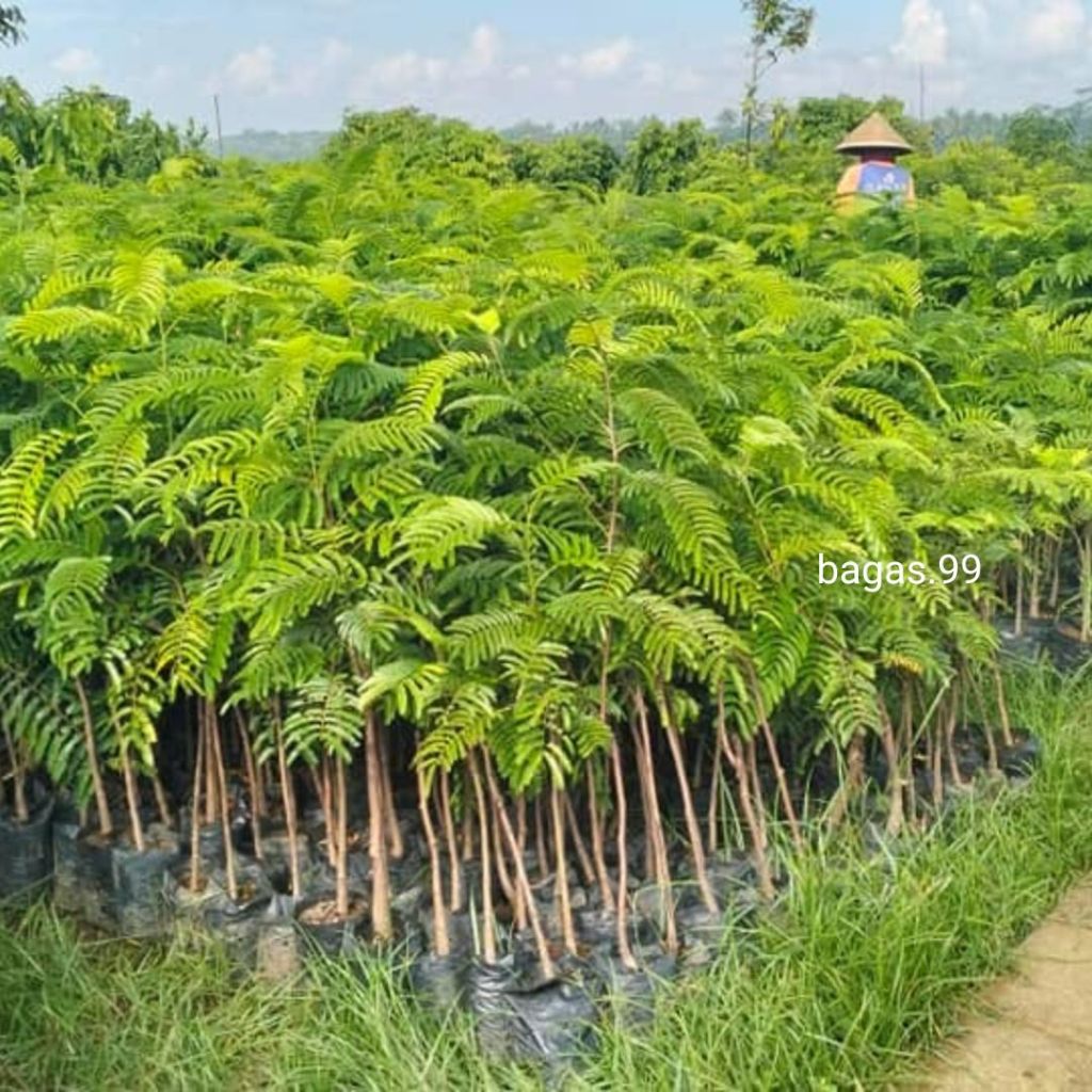 BIBIT PETAI HIBRIDA OKULASI CEPAT BERBUAH