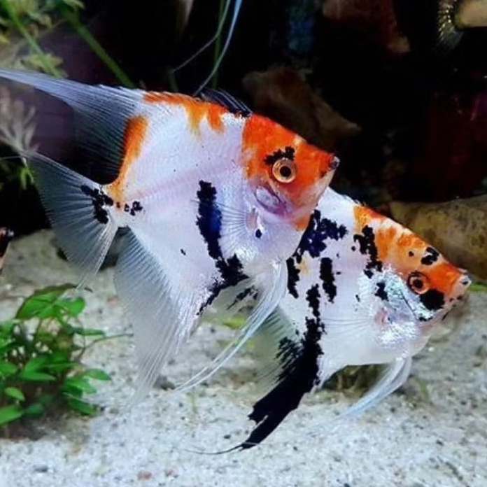 Manfish Koi 3 cm Sehat Berkualitas - Filter Aquarium