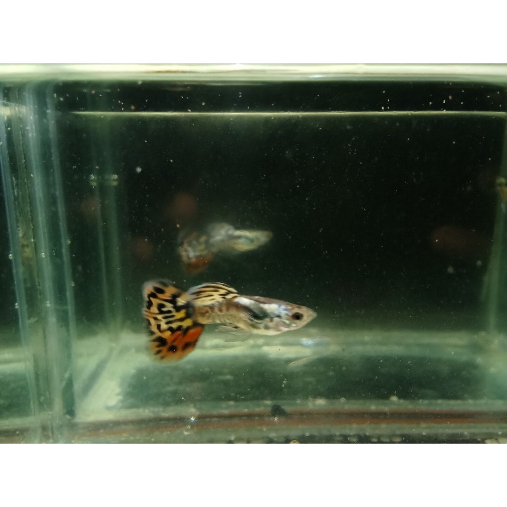 ikan Guppy yrkc hm sepasang indukan