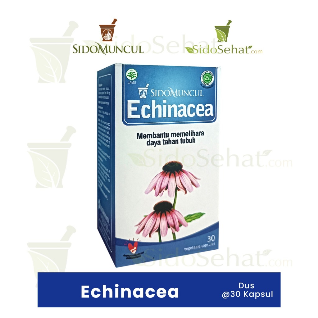 Echinacea SidoMuncul