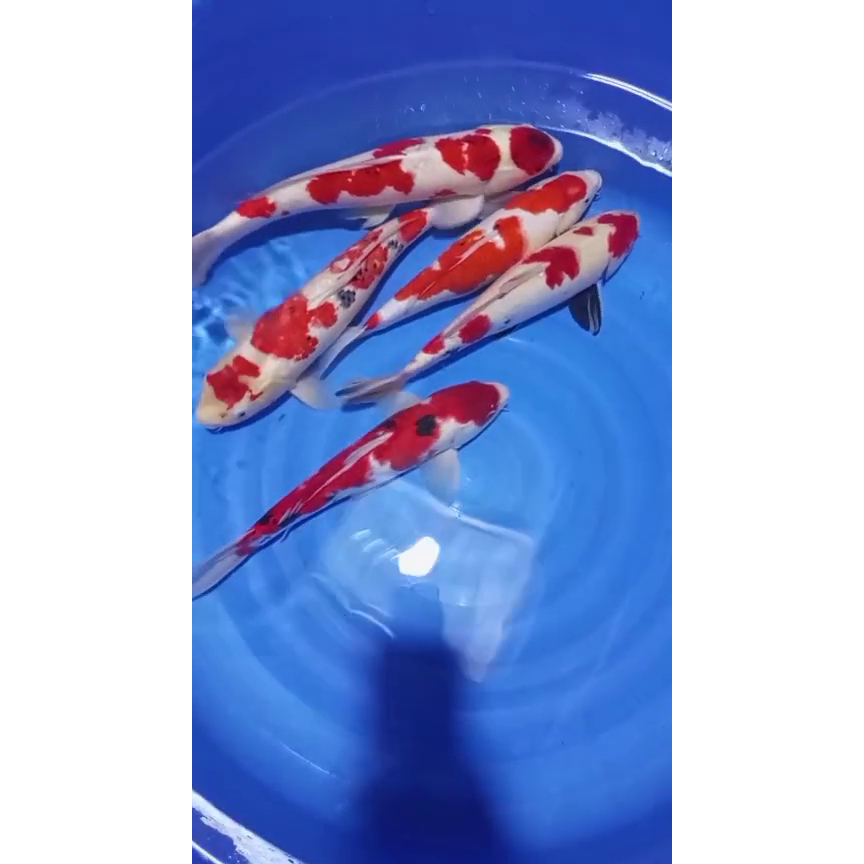 D.K Koi Sokaraja Ikan Koi Sanke Showa Kohaku Karashi Girin Shusui Grade A