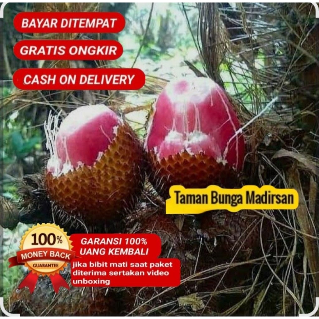 Bibit Salak Sidempuan Super Unggul
