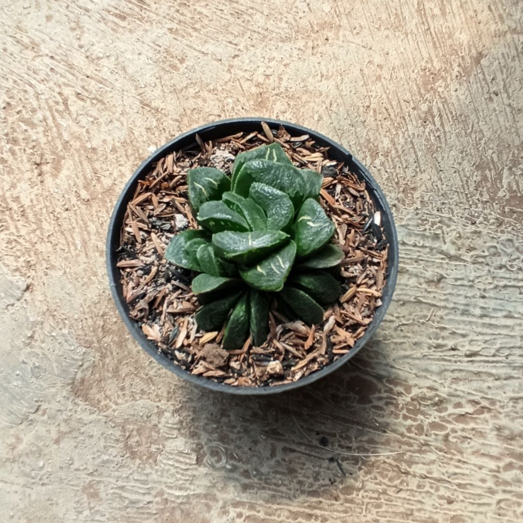 Haworthia Hybrid Truncata