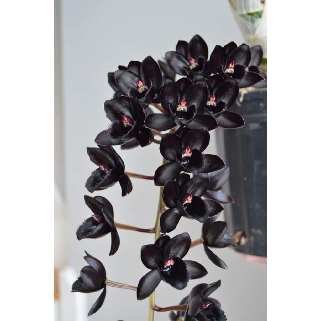 Catasetum After Dark Black Pearl (knop)