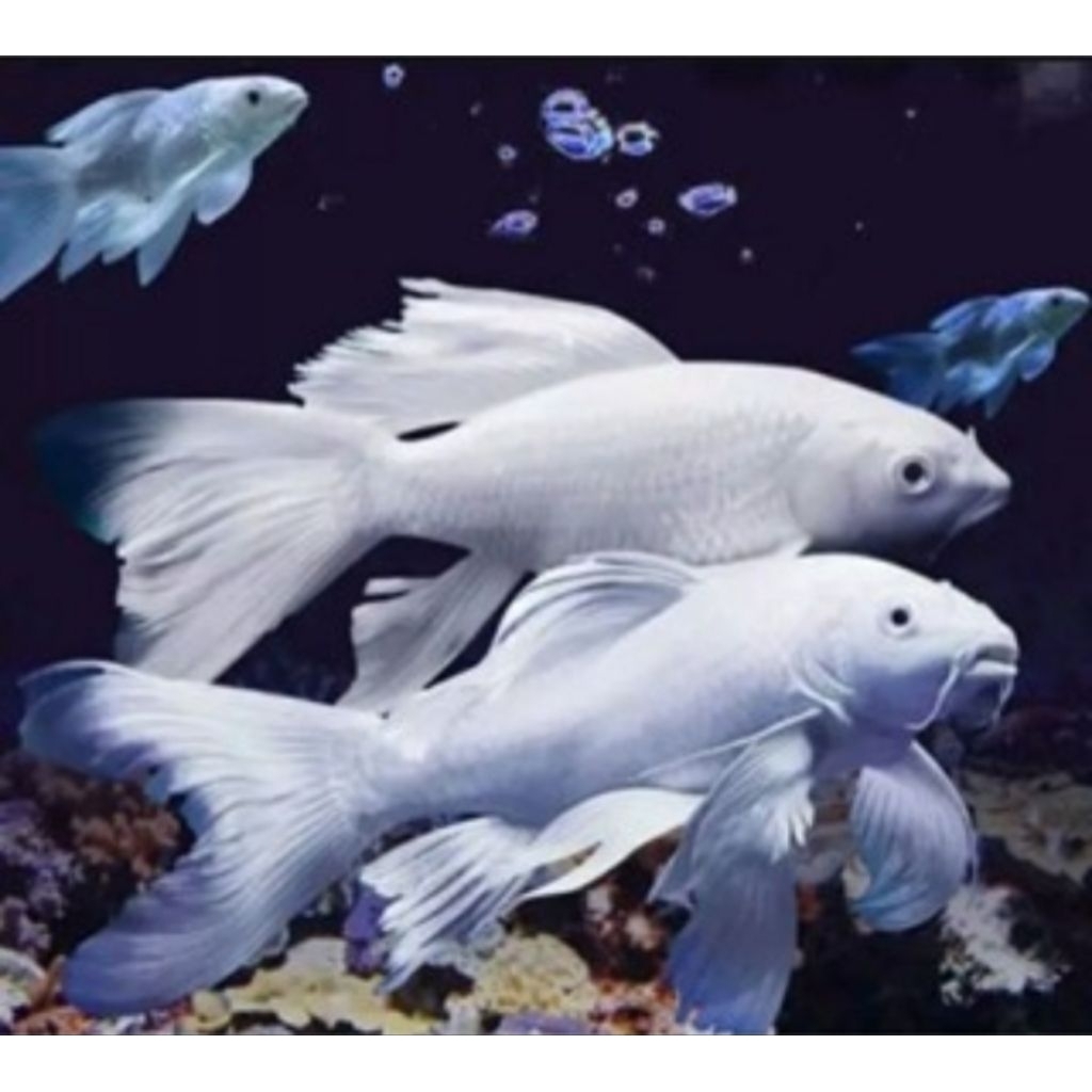 Aksesoris Aquarium Stiker Koi Platinum Slayer Size 20 cm Grade A Hiasan Akuarium |Ikan Hias Bozz Lou