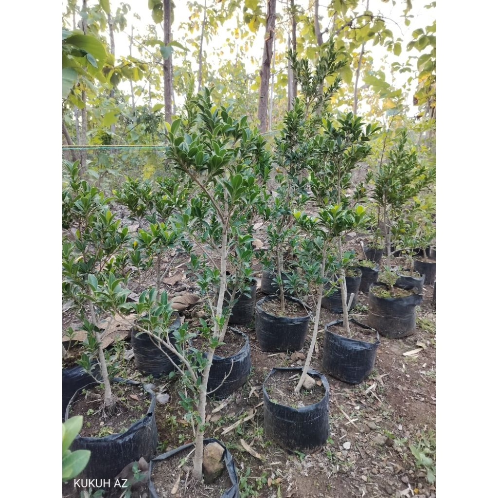 bibitan pohon bonsai elegan hidup