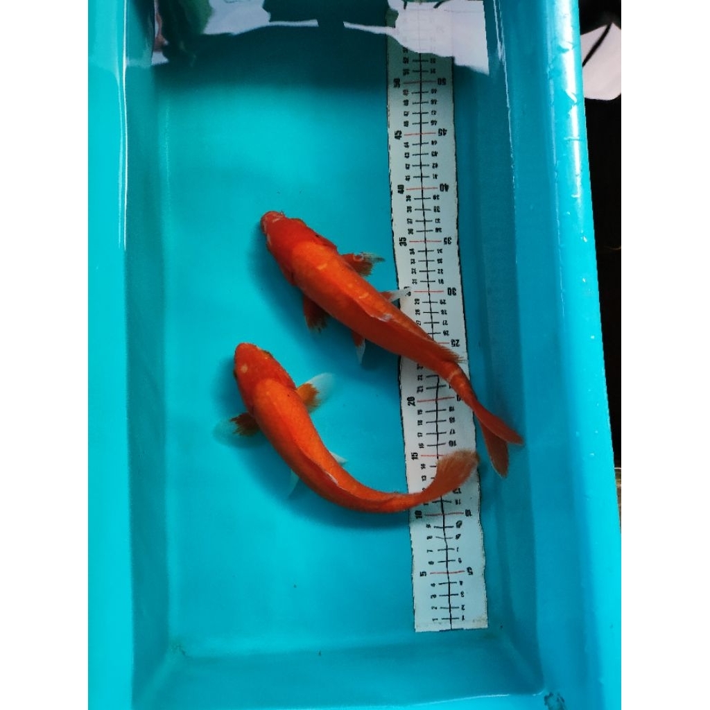 ikan koi blitar jenis aka hajiro doitsu dan sisik