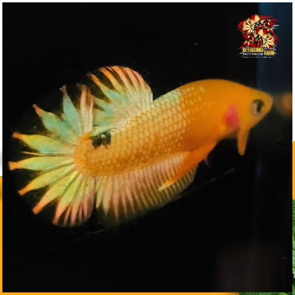 FCCP Yellow Head Viet