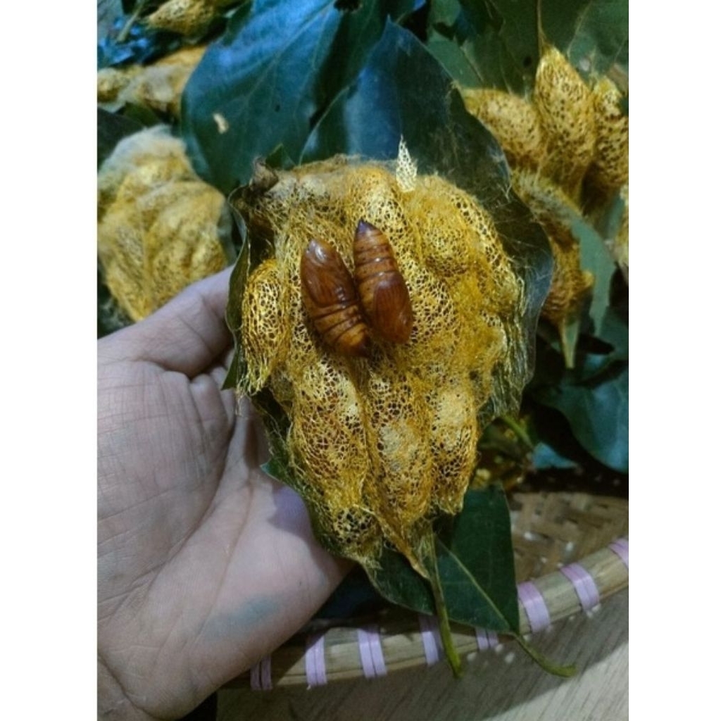 (SIZE JUMBO) ENTUNG ALPUKAT/KEPOMPONG ALPUKAT UMPAN MACING BAWAL