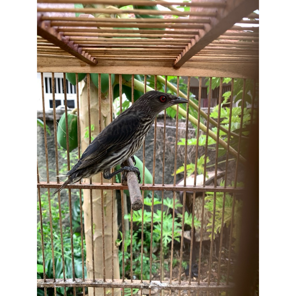 Cucak Keling / Perling