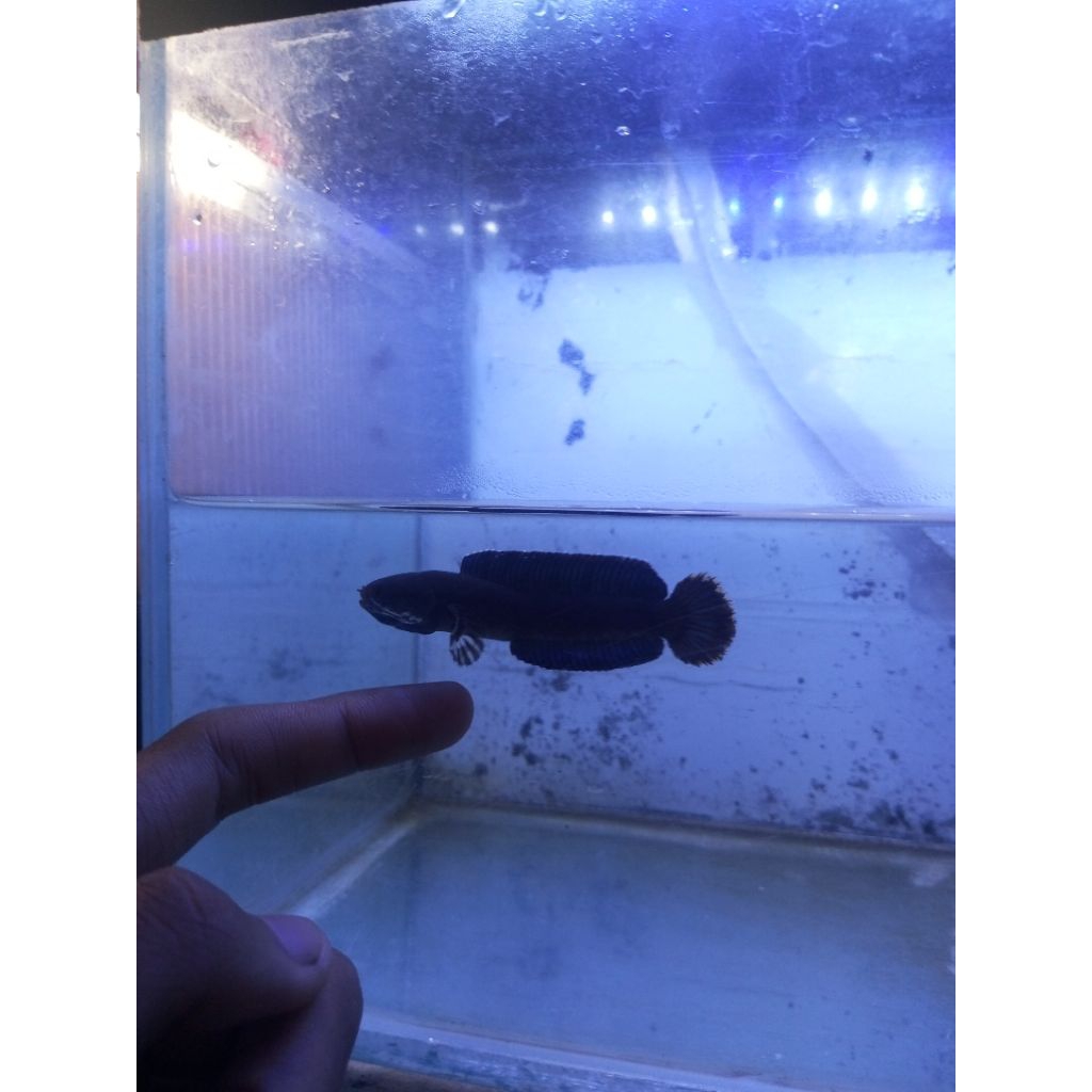 StikerAndrao7cm±josjis