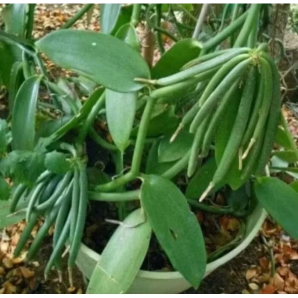 Bibit Vanili Unggul - siap tanam