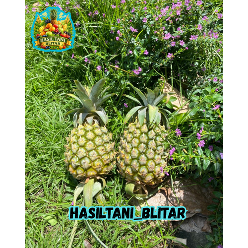 nanas madu blitar 100% asli segar manis_manis kualitas terjamin