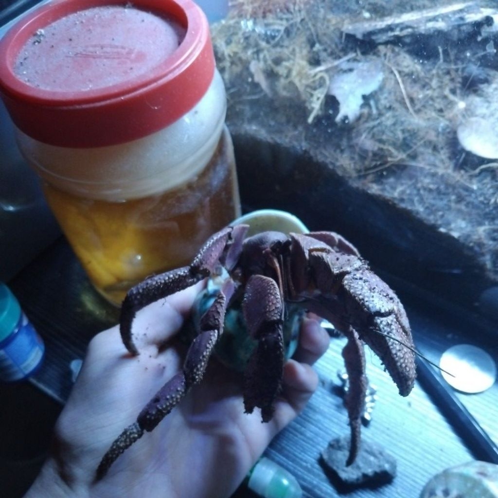 mainan kelomang brevimanus jumbo size 13cm