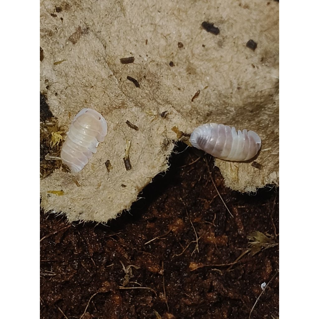 isopod cappucino albino / isopod cappucino Pink / pelengkap terarrium paludarium vivarium