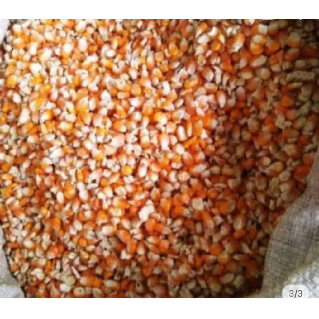 jagung utuh kering kemasan 10 kg