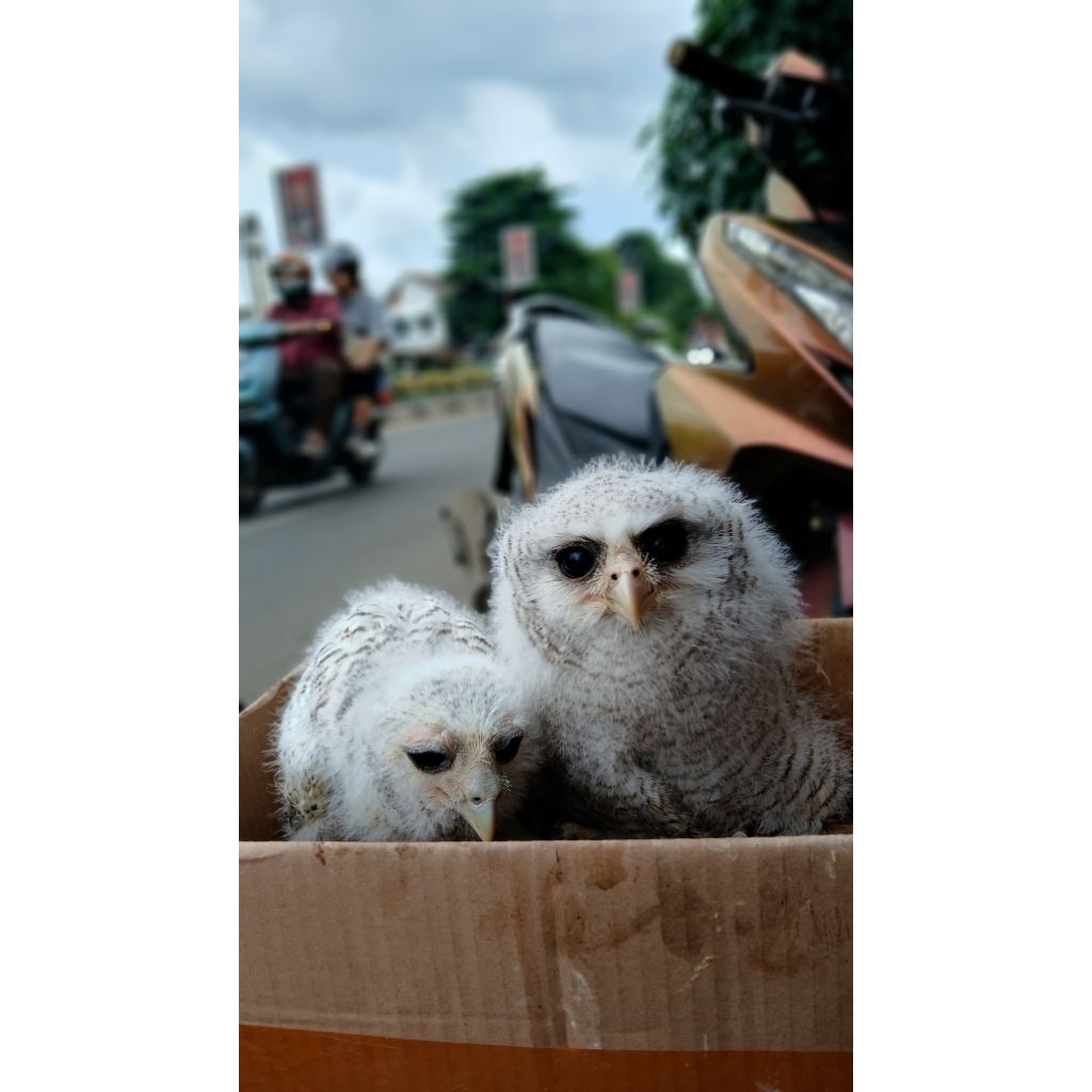 Burung hantu bubo
