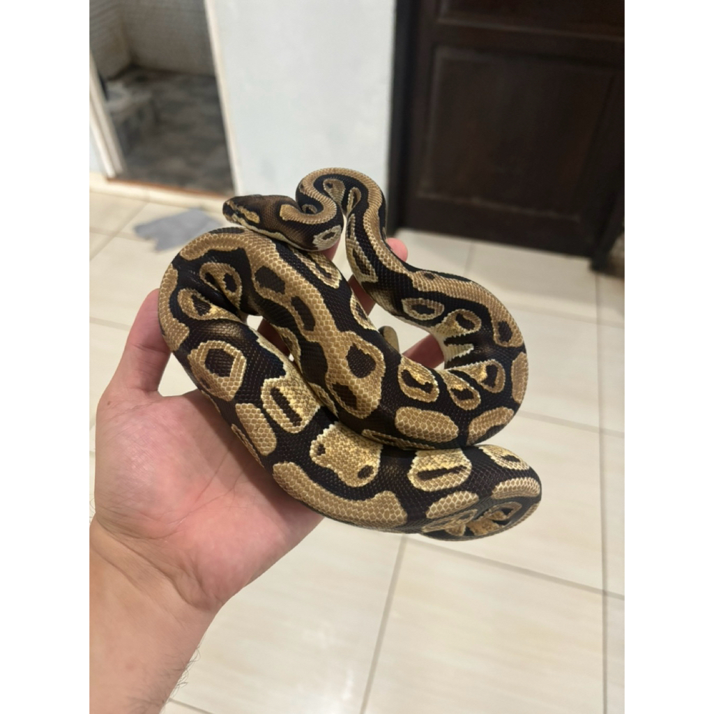 BALL PYTHON ORANGE DREAM FEMALE (JUVE)