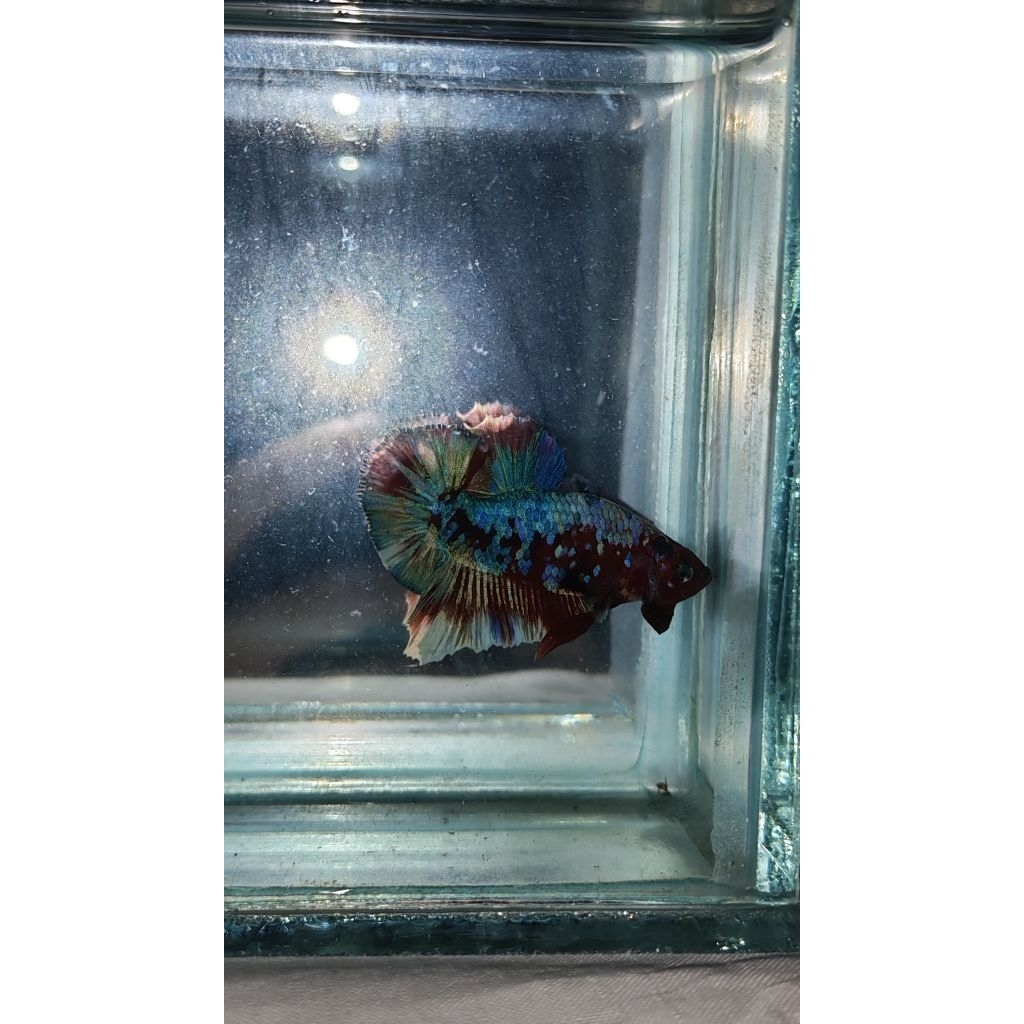 Hiasan Aquarium Lucu Cupang ori thailand Plakat Red Barongsai