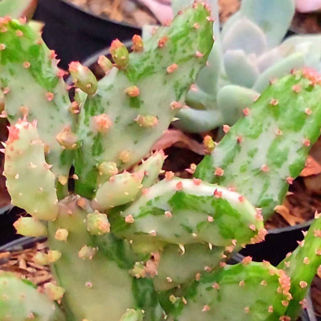 Tanaman Hias Sukulen: Opuntia monacantha f. variegata