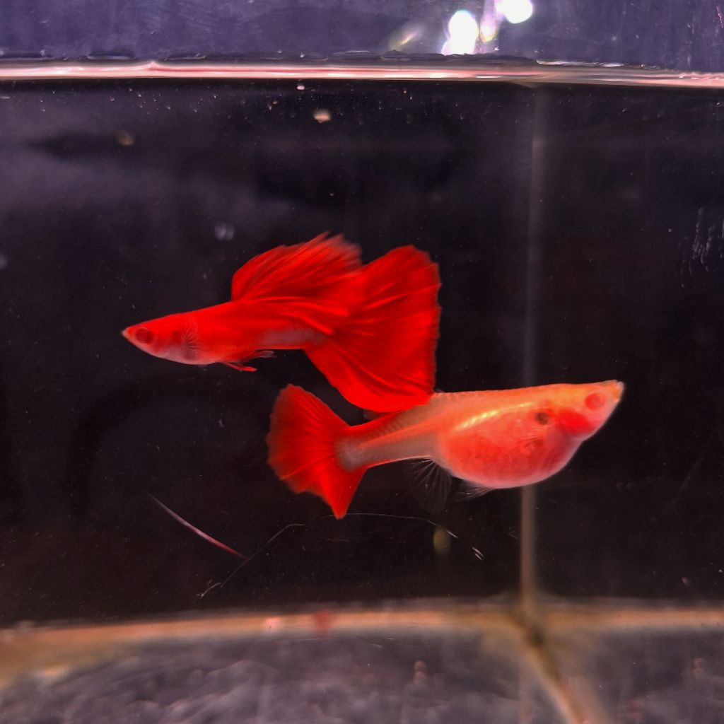 Hiasan Aquarium Afr Guppy Grade A