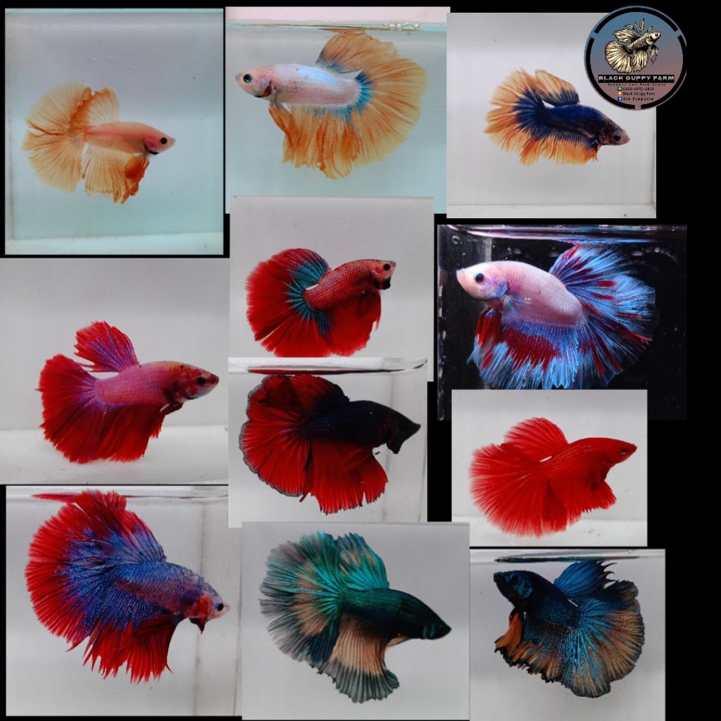 HIASAN AQUARIUM CUPANG HALFMOON ROSETAIL MALE