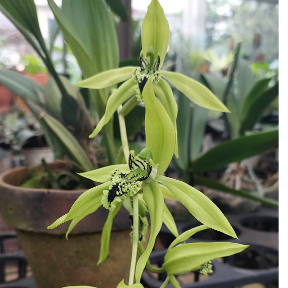 [ DEWASA ] Coelogyne Pandurata : Pesona Anggrek Hitam Borneo yang Langka dan Dilindungi