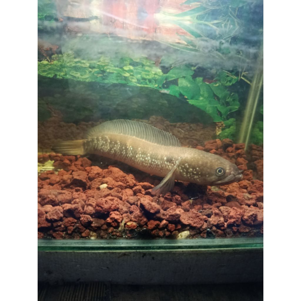 Ikan Channa asiatica