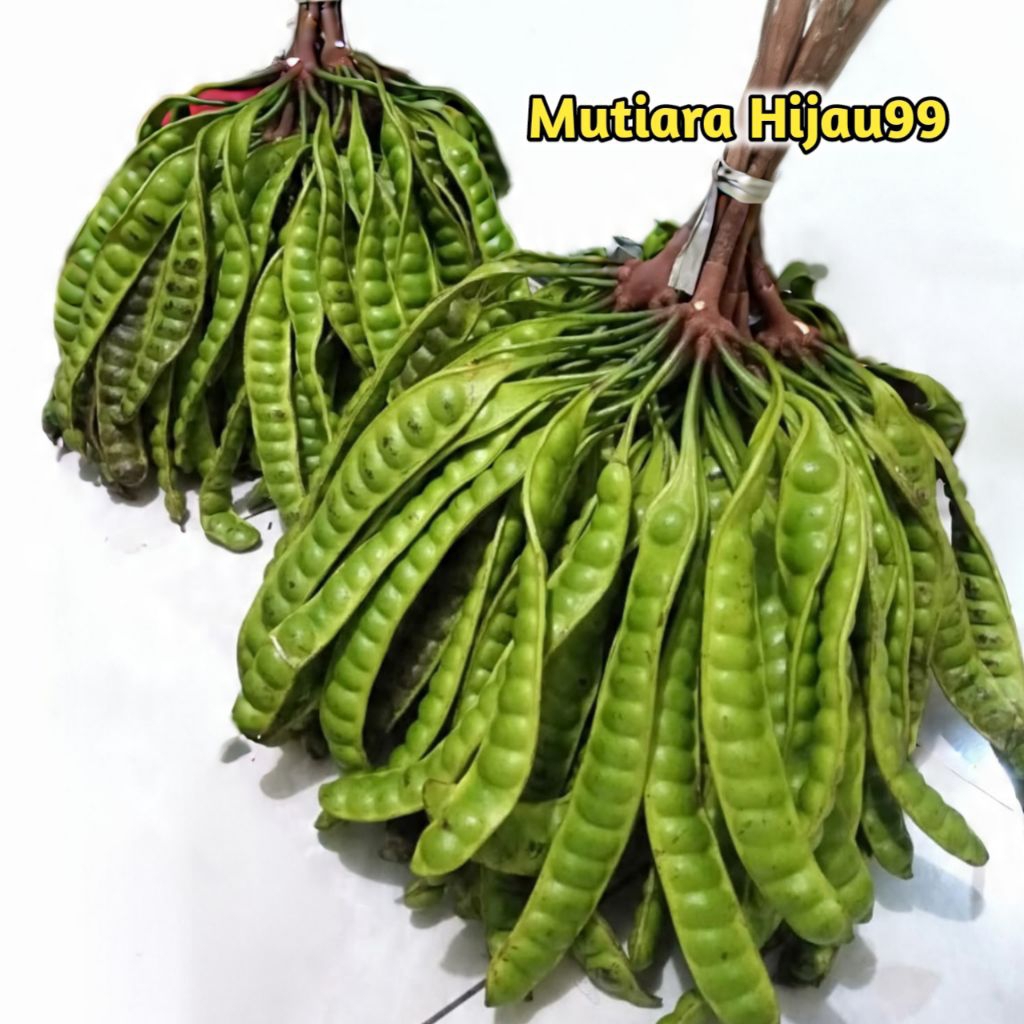 PETE TUA UKURAN PENDEK ISI 15 PAPAN/PETE SEGAR PILIHAN/PETE FRESH BERKUALITAS/PROMO PETE MURAH/PETAI