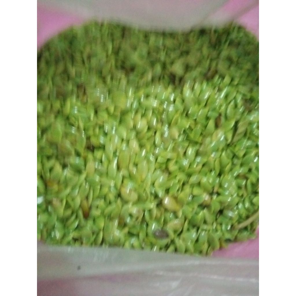 Sayur Lamtoro / Toro / Petaicina segar kupas