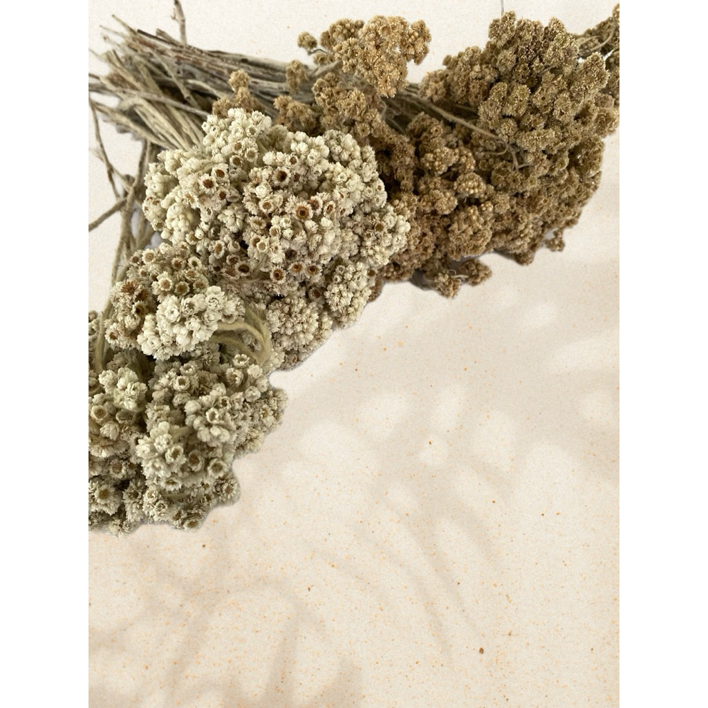 Edelweiss per tangkai ~Bunga kering edelweiss