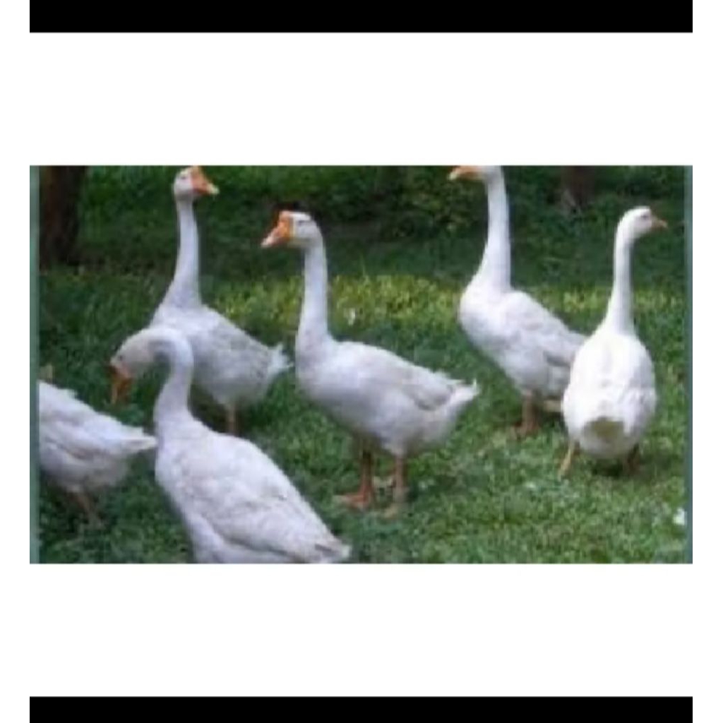 angsa hidup untuk di pelihara atau di masak