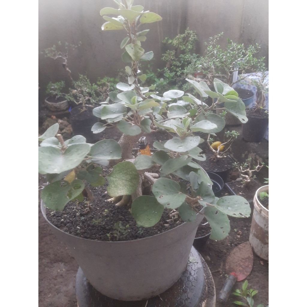 Bonsai bahan waru jepang informal Update