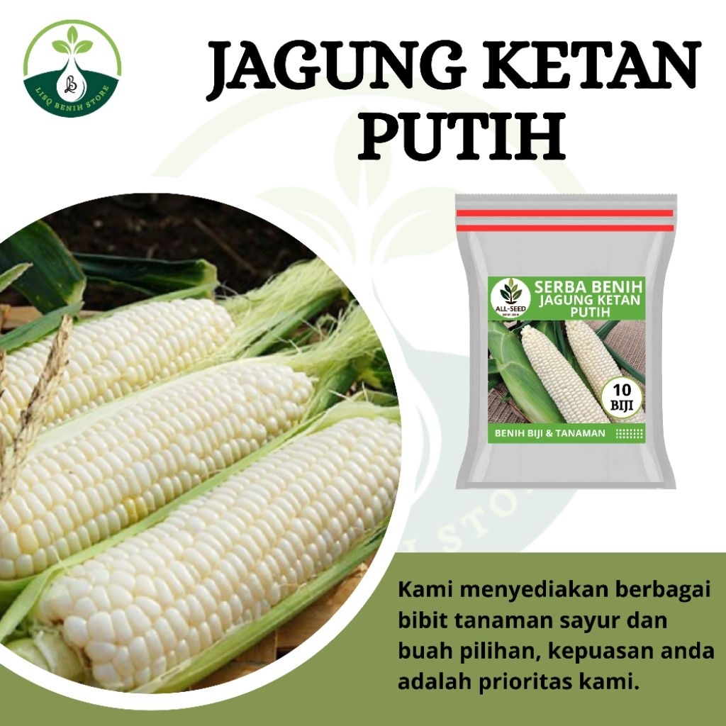 { 10 BIJI } Benih jagung ketan putih / bibit jagung ketan / jagung putih