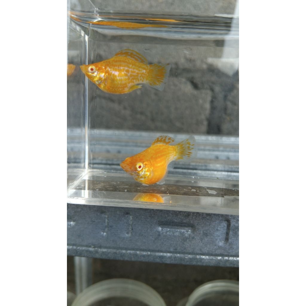 MOLLY BALLON ALBINO GOLDEN YAMABUKI