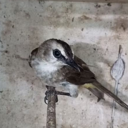 burung trucuk Jawa Timur body big ombyokan