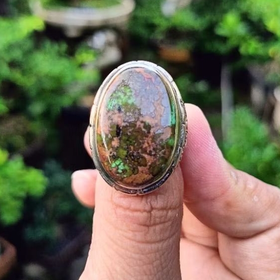 Pirus Persia Hijau lawasan