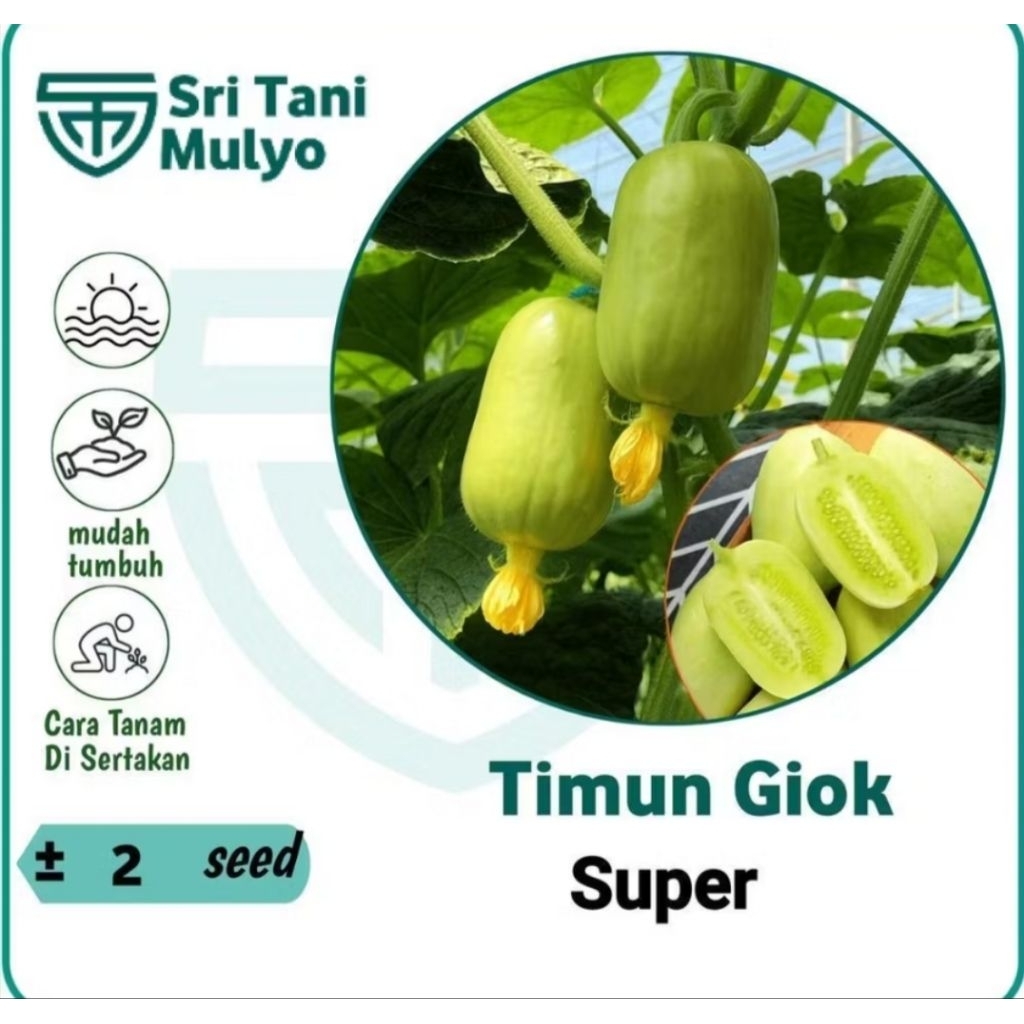 2 Biji - BENIH TIMUN JADE GIRL ATAU TIMUN GIOK MANIS