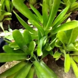 Bromelia Hijau