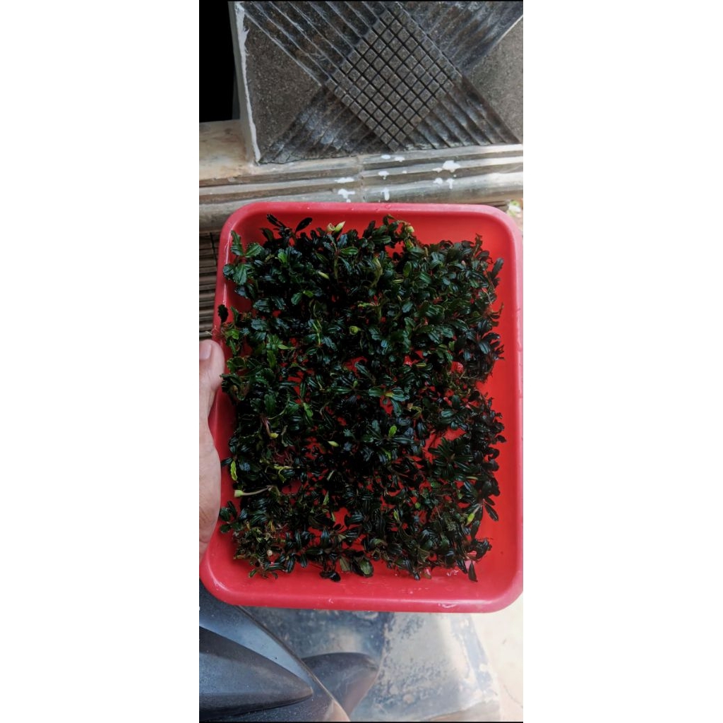 bucephalandra mini phantom pesanan ll