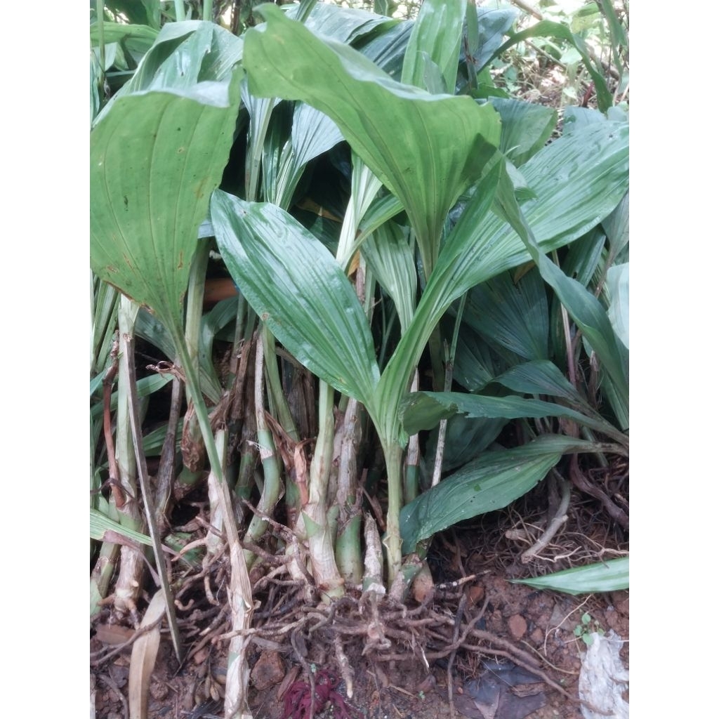 Tanaman Hias Asli Hutan Anggrek Tanah | Anggrek Slop Dewasa