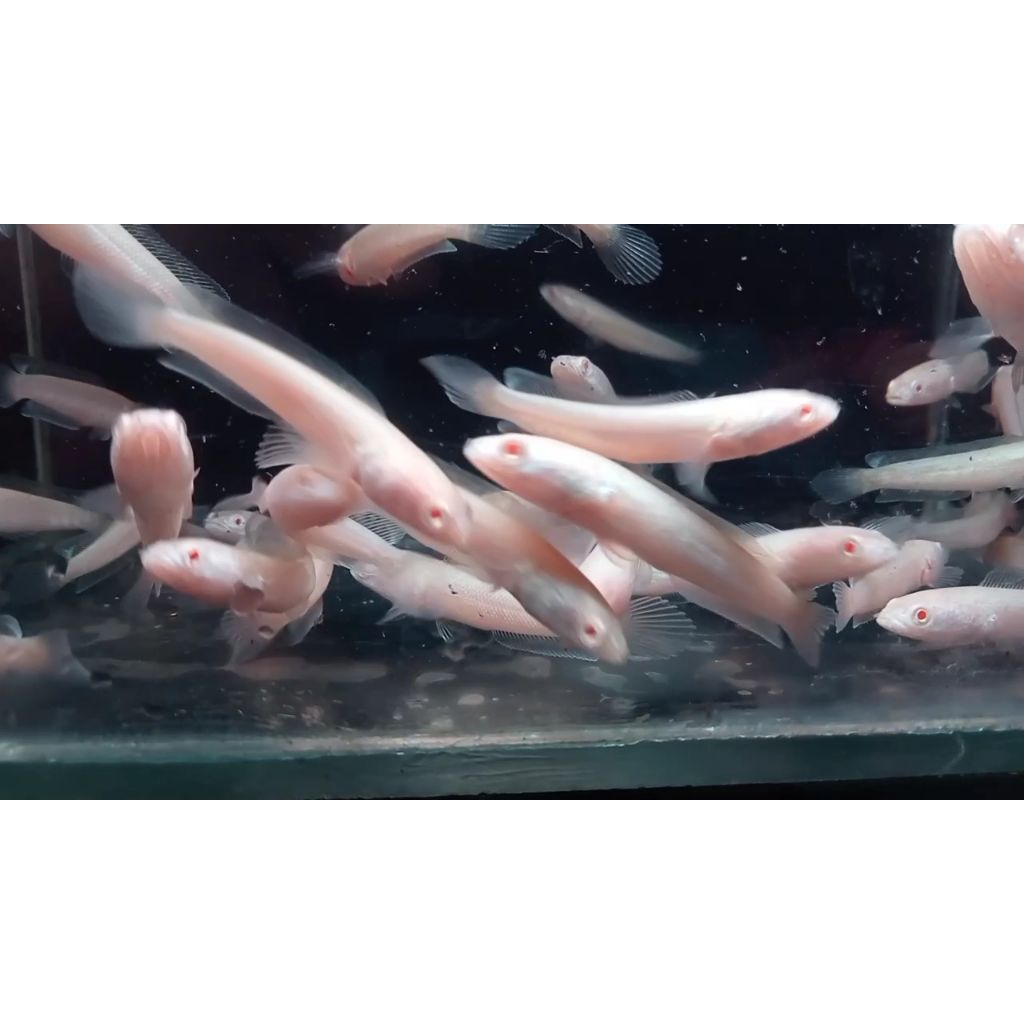 Channa Sriata albino mata merah 3-6cm bergaransi pakan hewan peliharaan