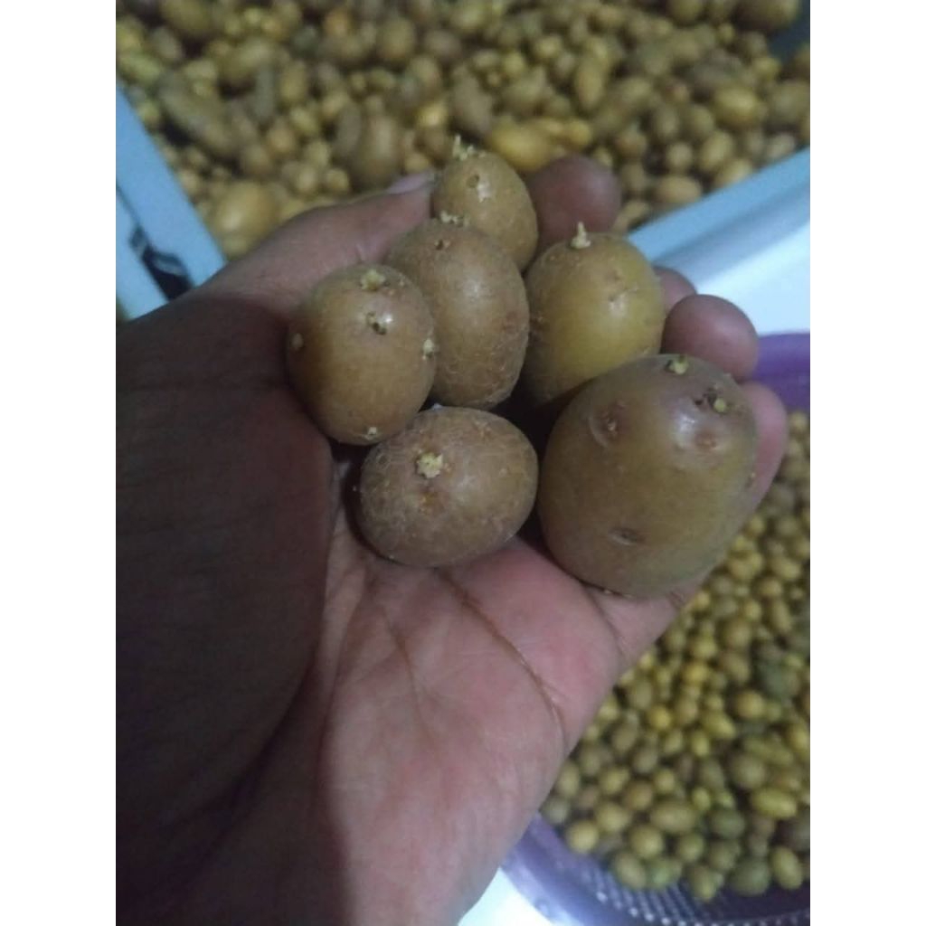 benih kentang G0 var Granola L