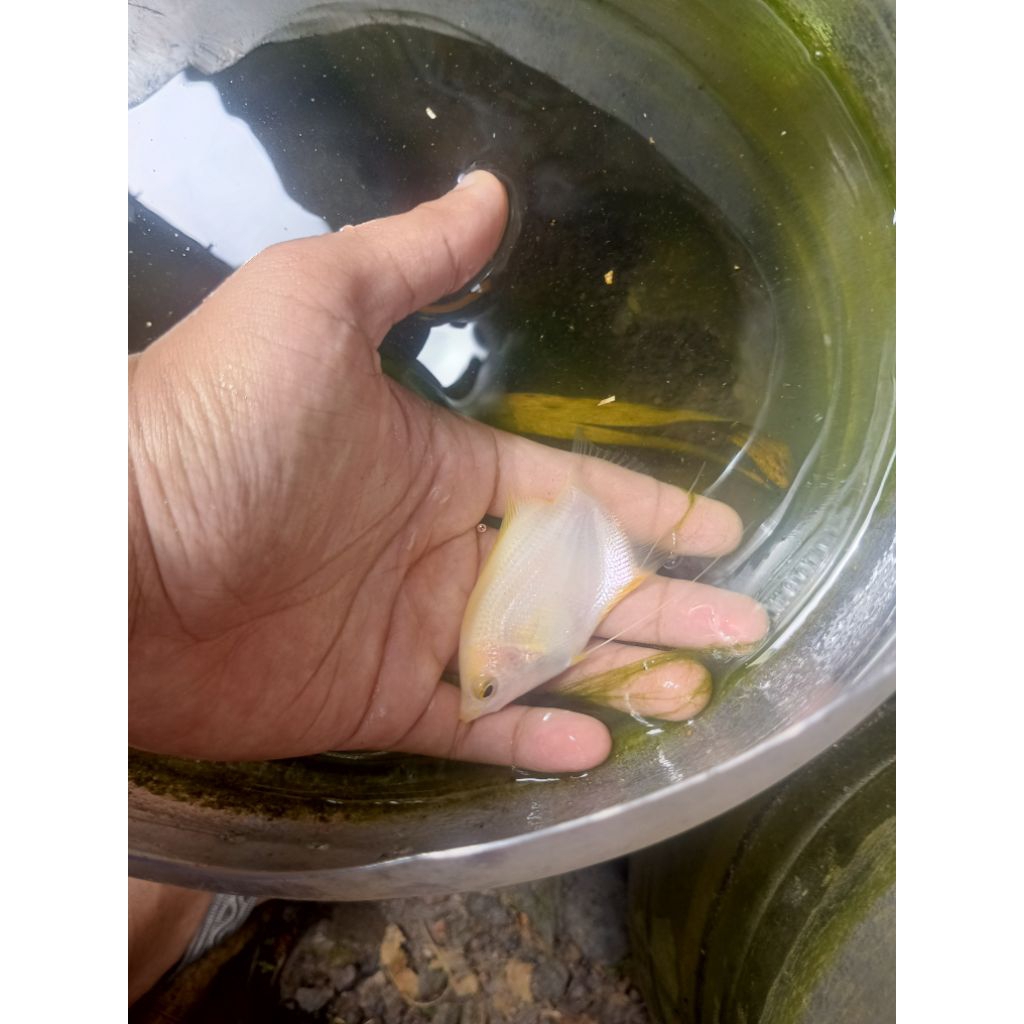 Gurame Padang Jumbo 2.5 jarian