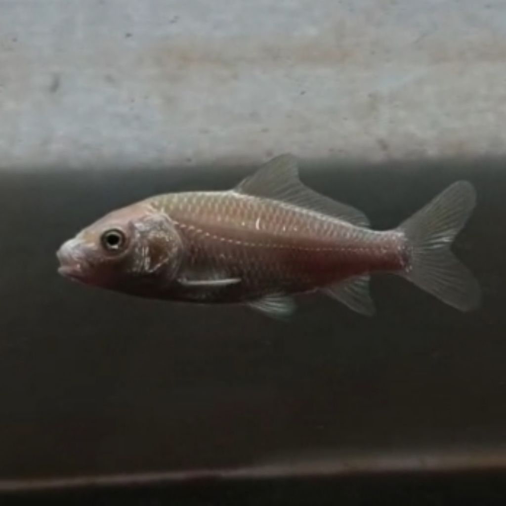 Koi LB Butterfly Vietnam CB Termurah (Induk Lb Import Vietnam Red X Lb Lavarock China)